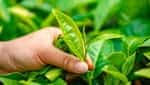 商標登録insideNews: Chinese beverage brand Molly Tea to appeal $15.2 million LV trademark ruling | Global Times
