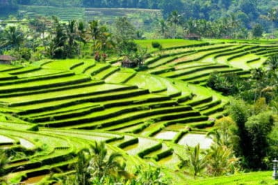 bali tour package