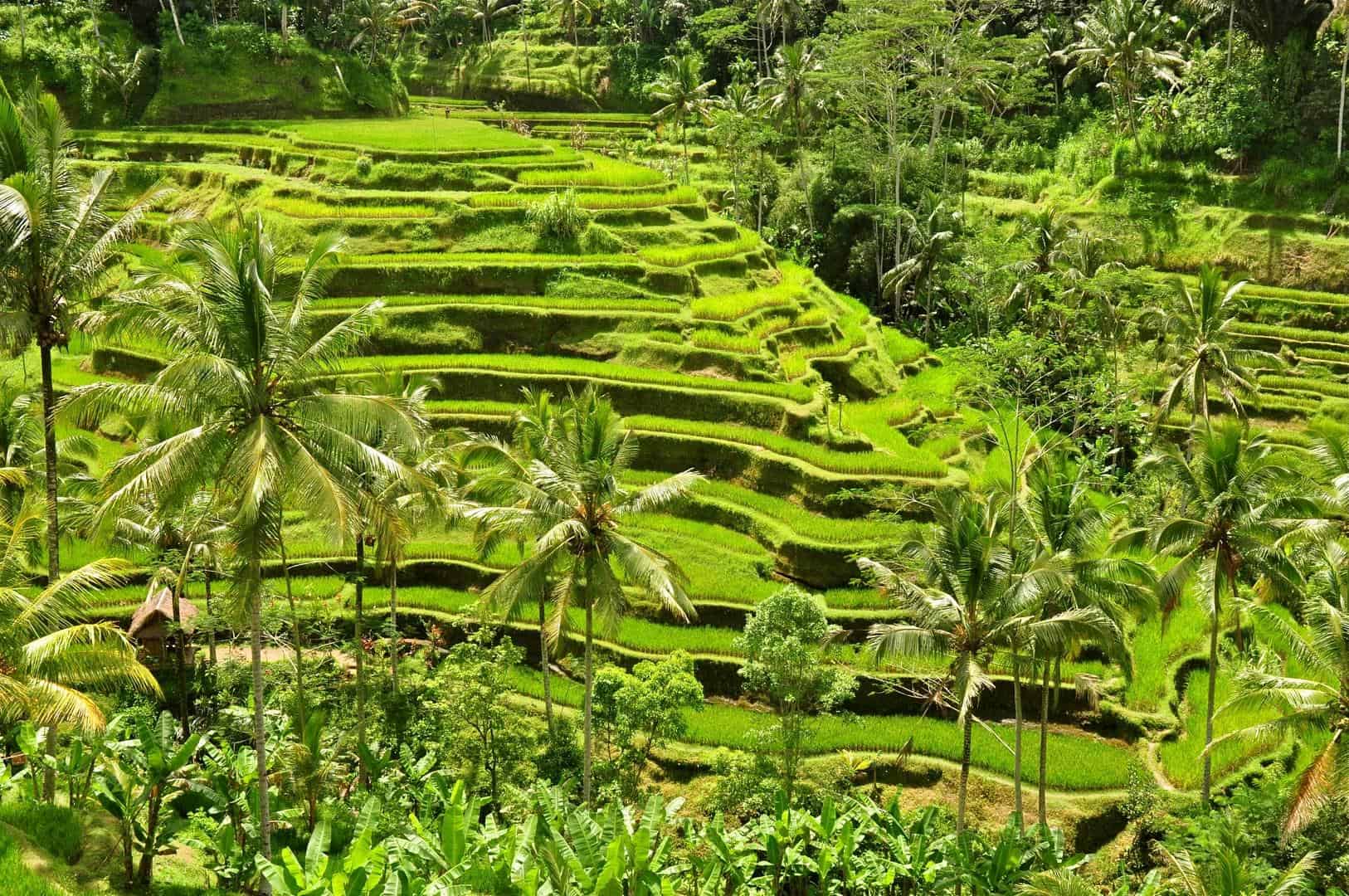 bali swingr