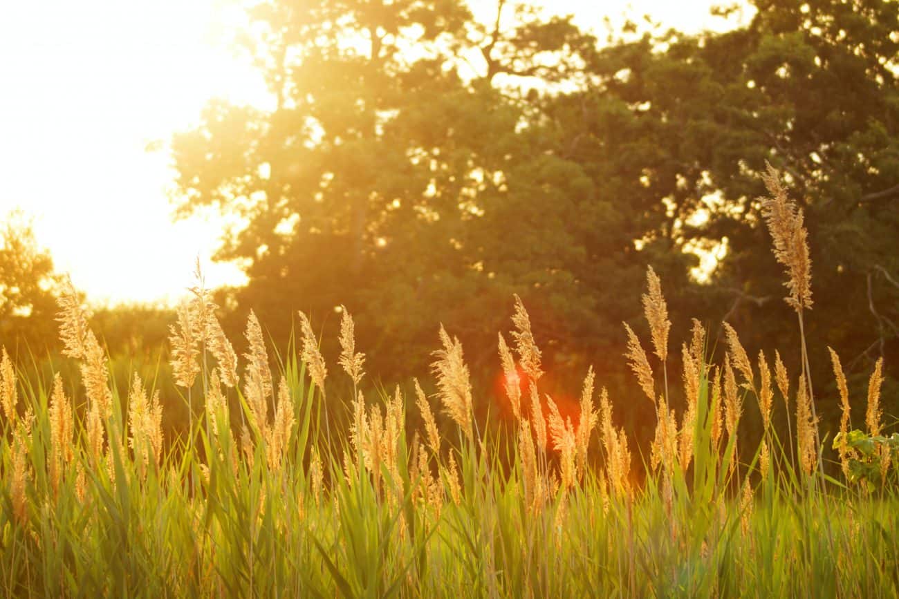 image of summer grass