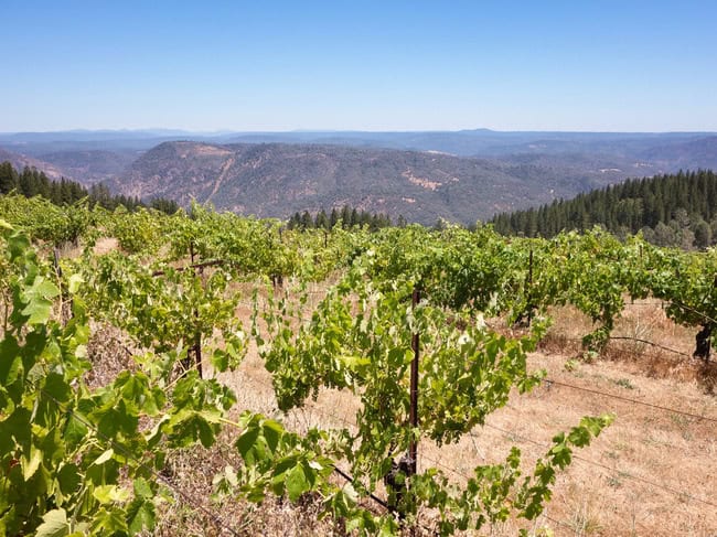 renaissance_vineyards-12.jpg