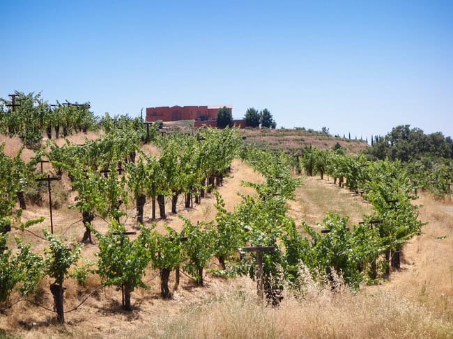 renaissance_vineyards-9.jpg