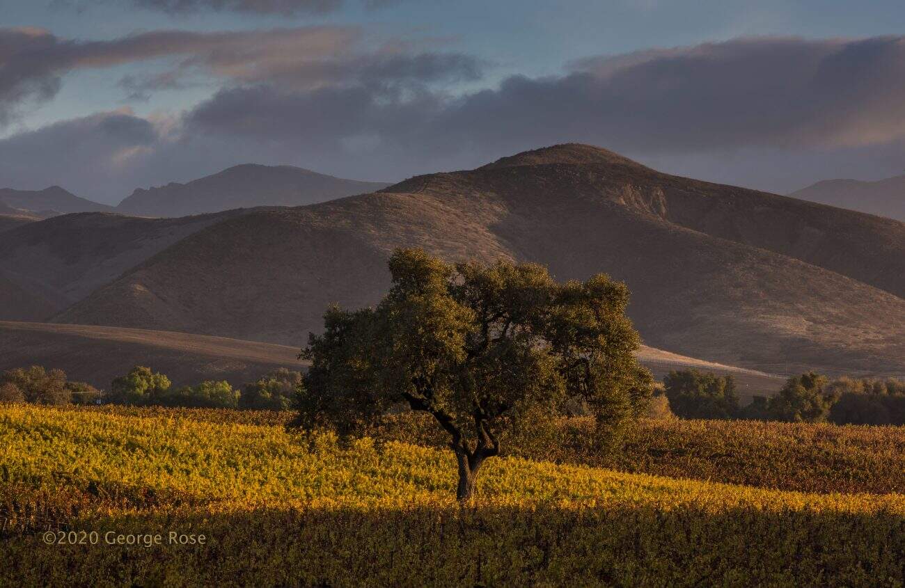 vineyard photo