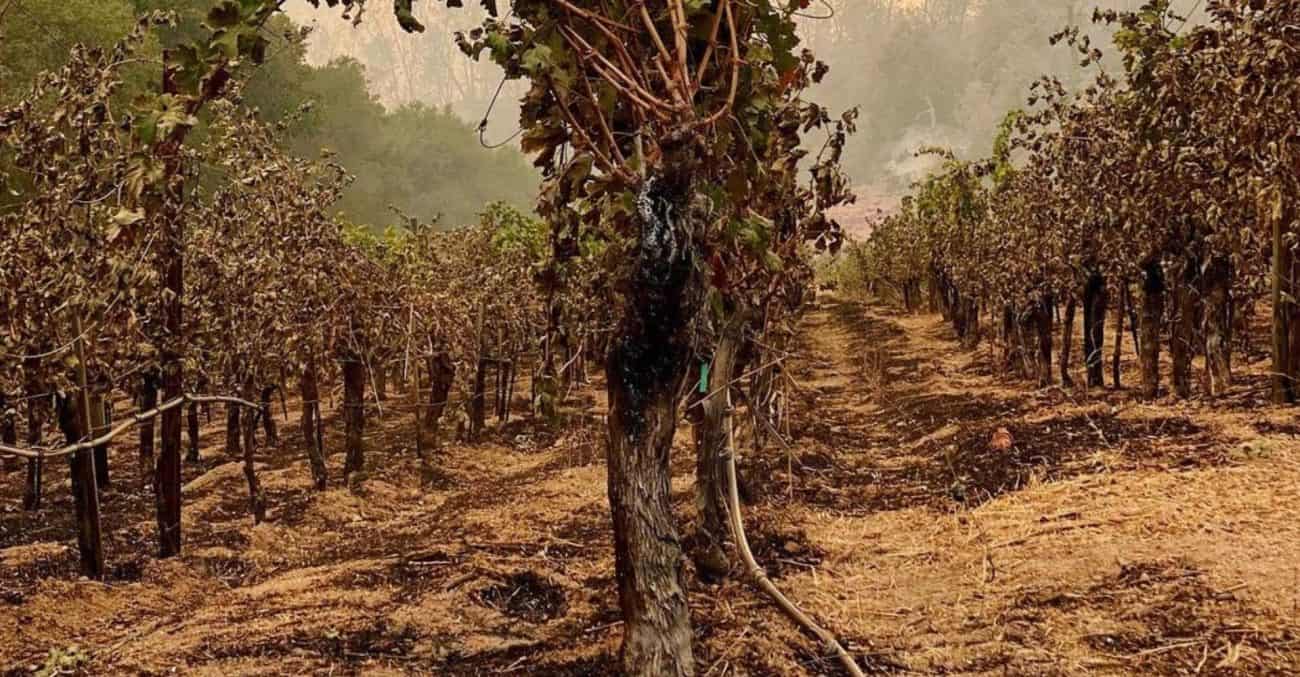 charred vines