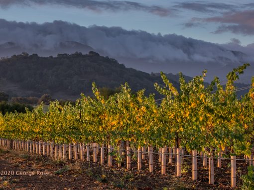 vineyards with autumn colors
