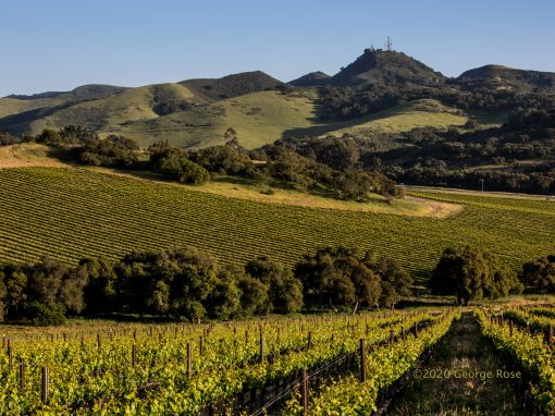Solomon Hills Vineyard