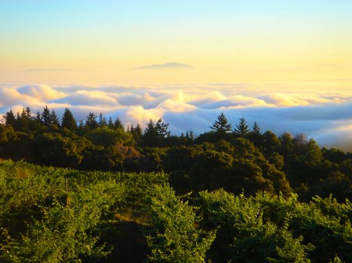 albutom vineyard