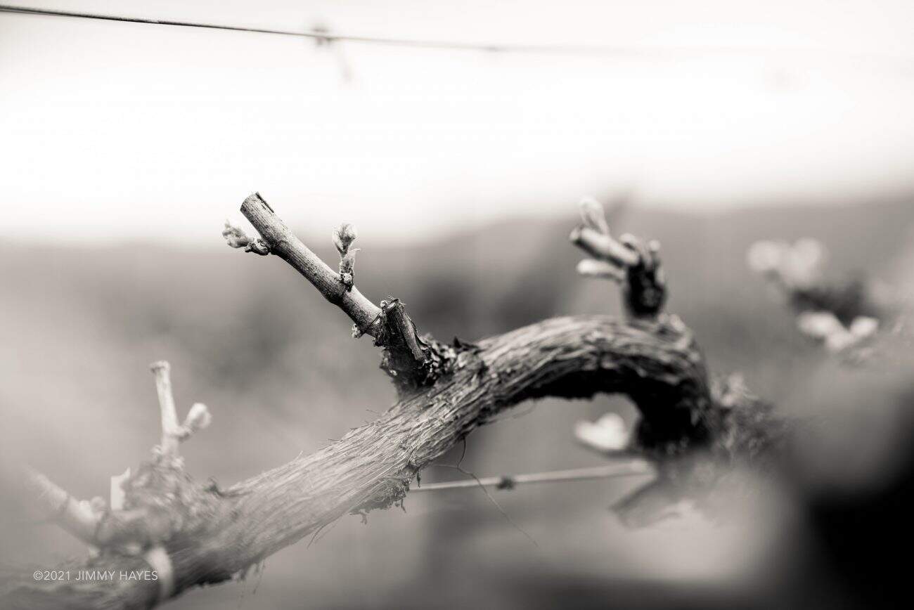 Spring is Coming