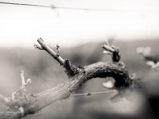 Spring is Coming