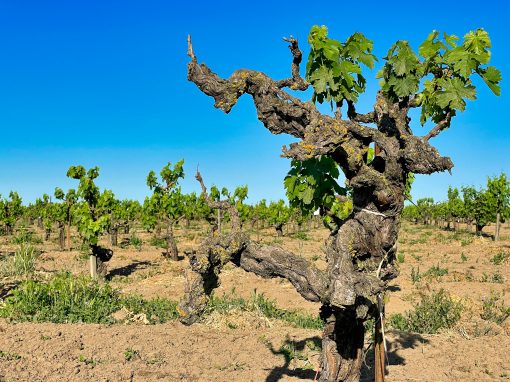 Bechthold Vineyard