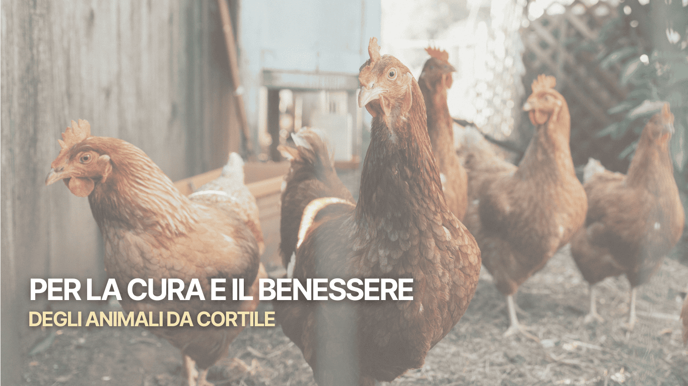Hero image showing a group of backyard chickens, conveying a message about caring for and welfare of poultry (Italian text overlay: 'Per la cura e il benessere degli animali da cortile').