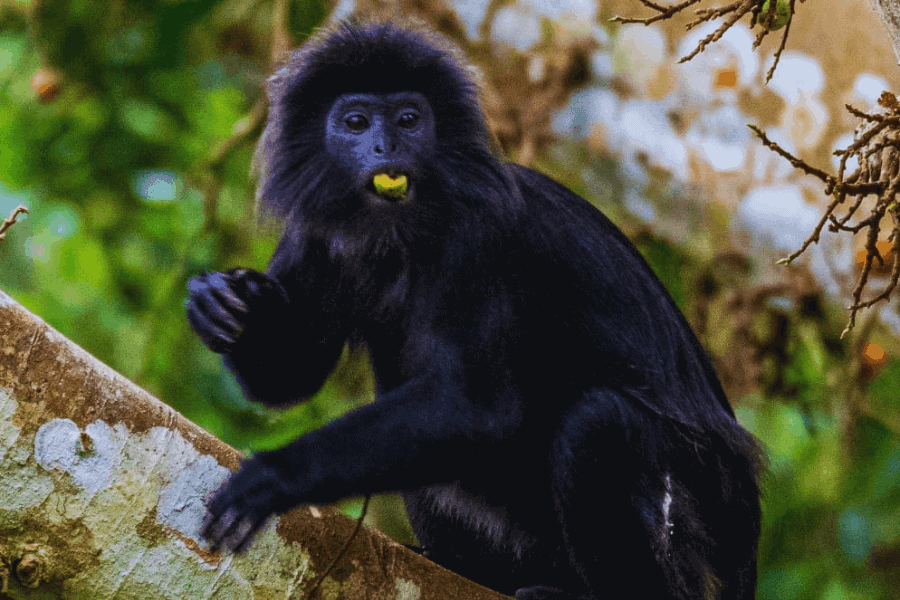 Tete batu forest2