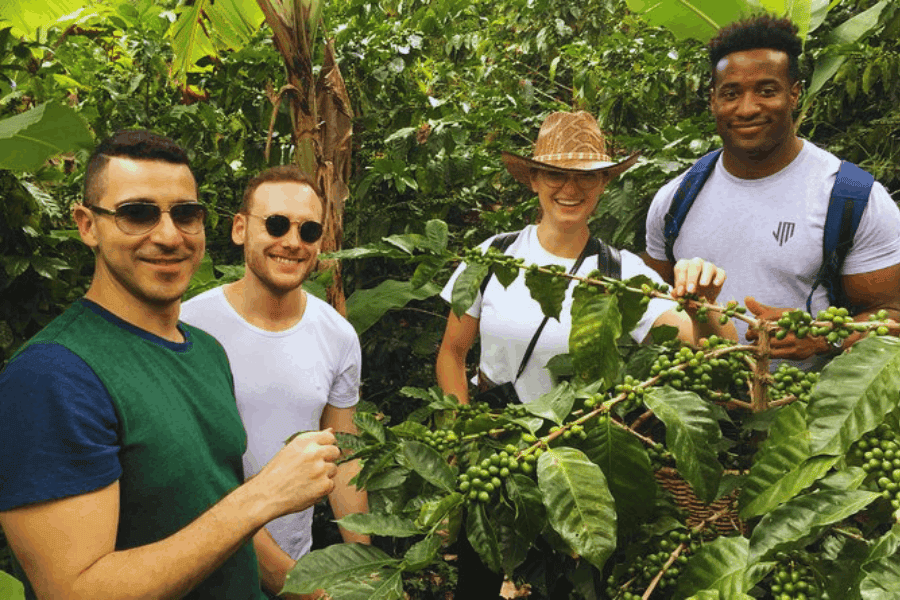 coffe plantation2