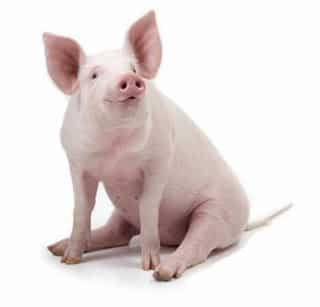 É pecado comer carne de porco?