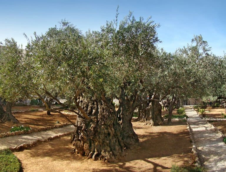 Oliveiras no jardim do Getsêmani, em Jerusalém