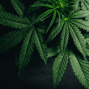 https://loanscanada.ca/wp-content/uploads/2022/05/Invest-In-Cannabis-Stocks.png