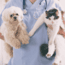 Pet Insurance Providers In Ontario