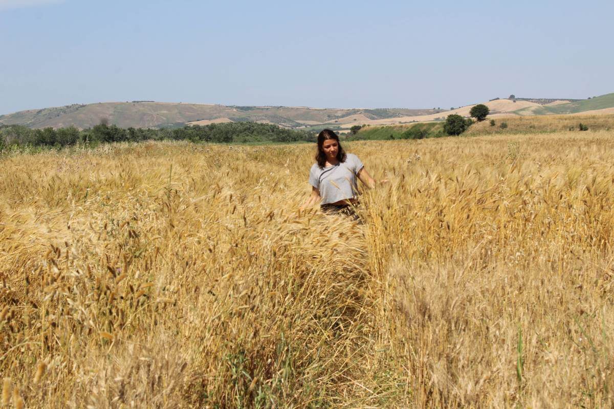 Campo di grano Senatore Cappelli Dragonara