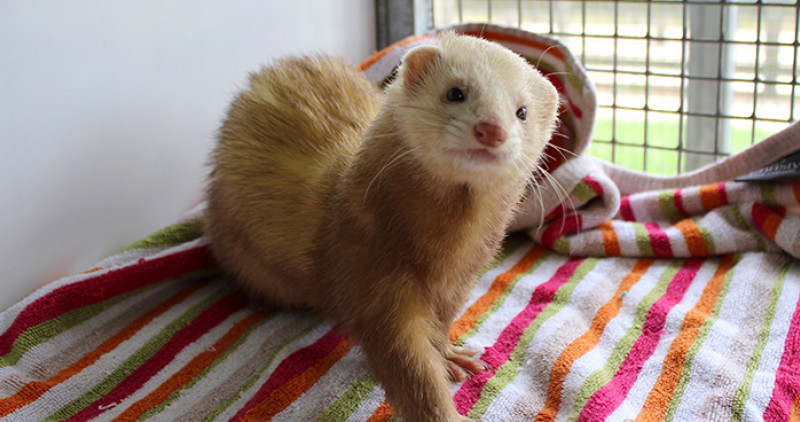 Ferret blanket online