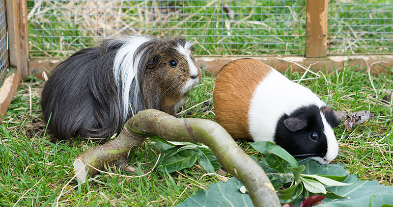 House guinea pigs indoors top