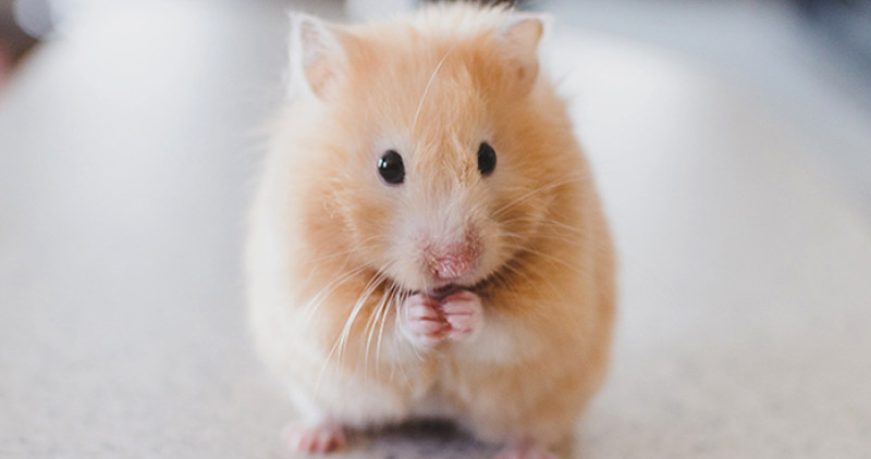 Syrian hamster pets at home discount