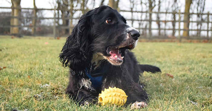 Your checklist for getting a dog Woodgreen Pets Charity