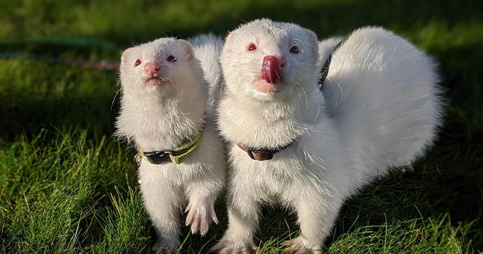 Ferret home cheap